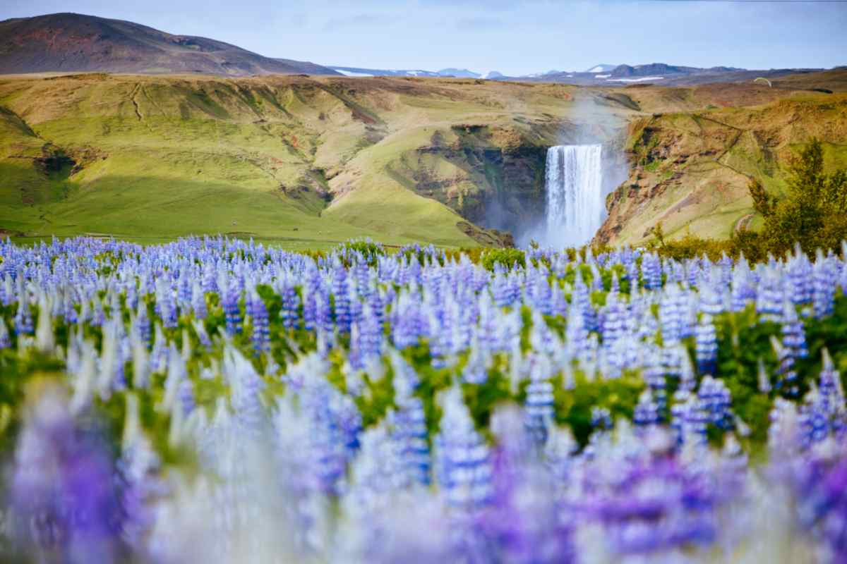 Vue d'ensemble d'un champ de magnifiques fleurs lilas où l'on peut apercevoir une cascade au loin et l'immense chaîne de montagnes qui l'entoure.