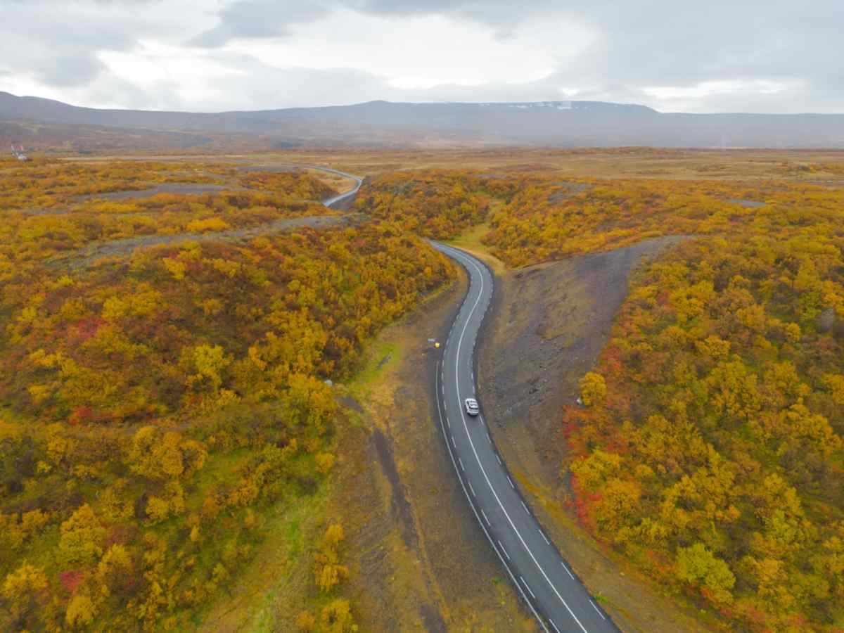 Drohnenaufnahme eines Fahrzeugs auf einer isländischen Straße neben einem herbstlich gefärbten Wald.