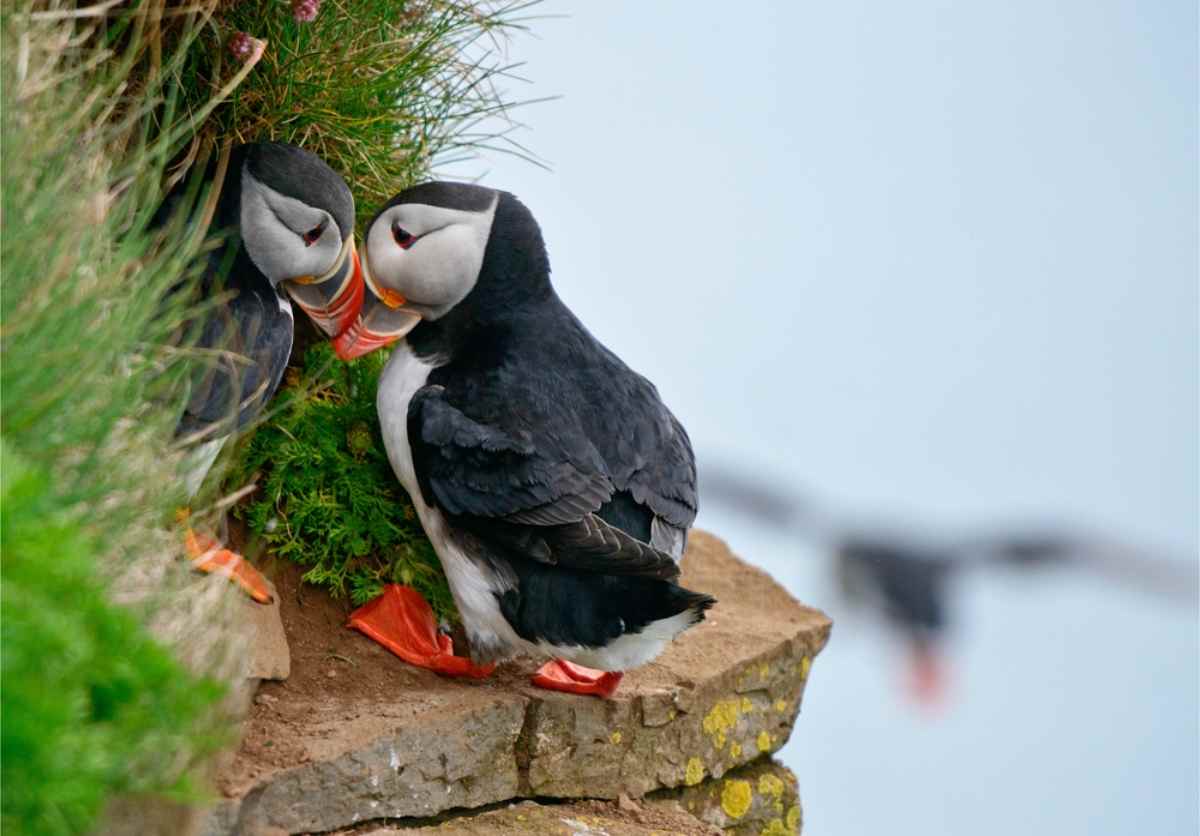 A puffin couple being cute together on a cliff