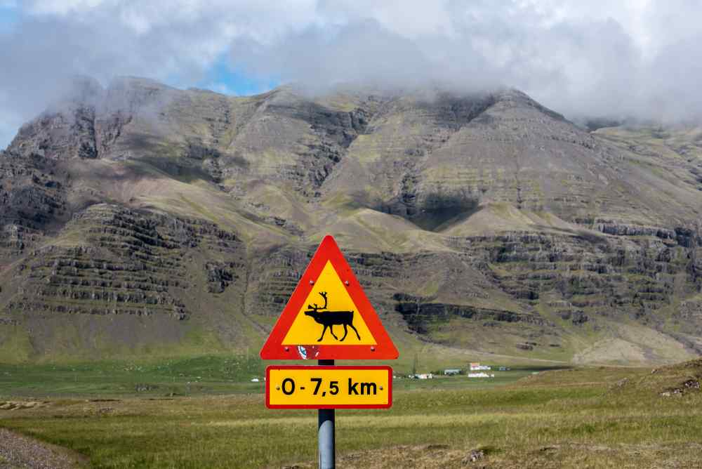 Segnali direzionali gialli che indicano F-road islandesi e destinazioni nelle Highlands.