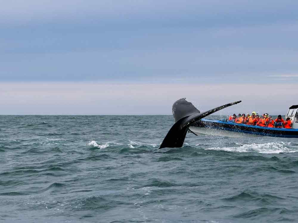 Whale watching in Iceland Humpback whale raising its tail beside a whale-watching boat filled with passengers wearing bright flotation suits in Iceland.