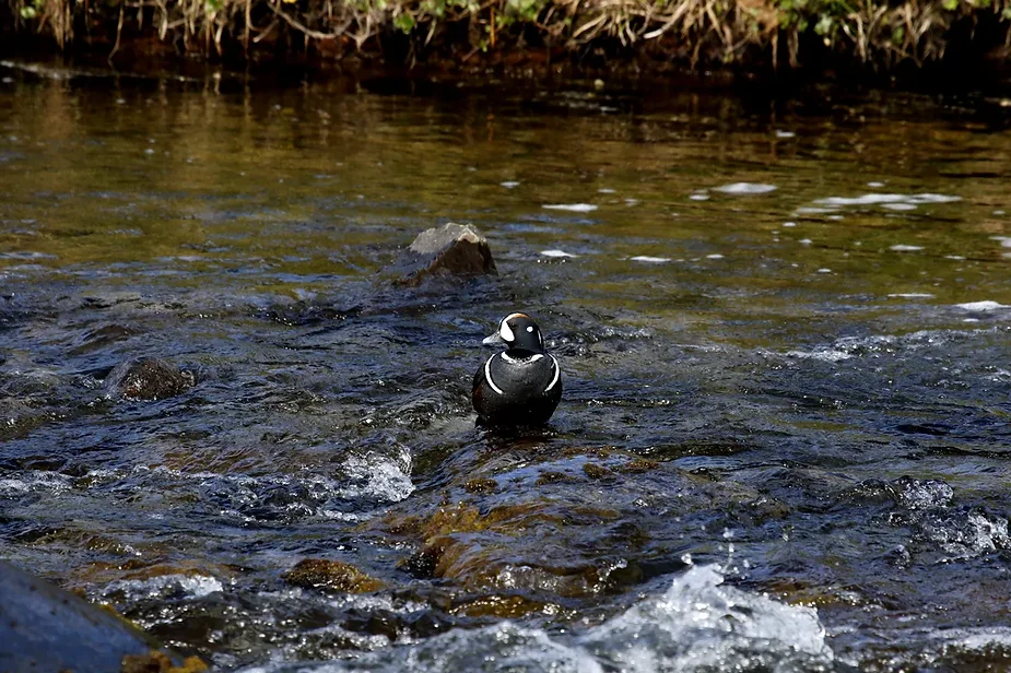 Harlequin duck floating in a clear stream with gentle water currents, surrounded by natural vegetation along the riverbank in Iceland.