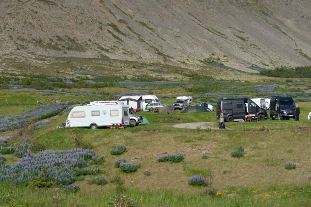 Campervans parked at a grassy campsite in the Westfjords surrounded by lupines and mountains.