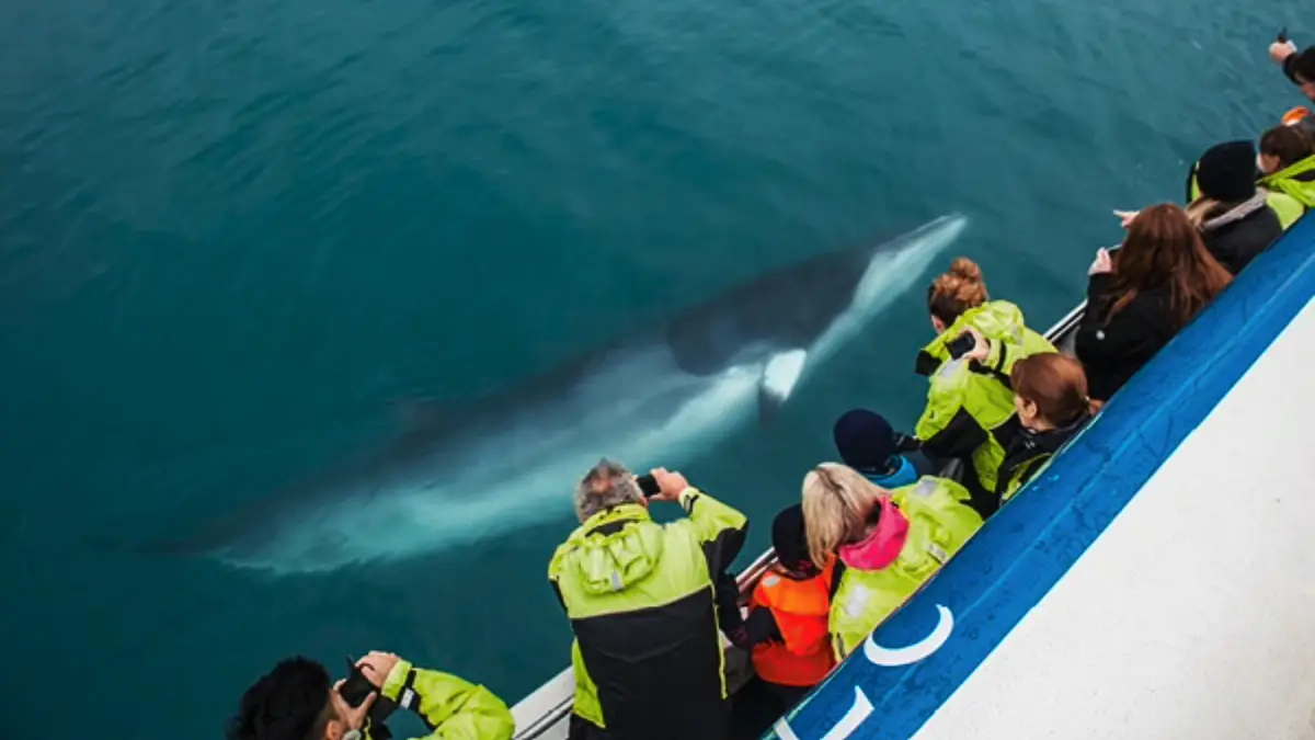 Tourists on a whale-watching boat in Húsavík, Iceland, observing a minke whale swimming near the surface in Skjálfandi Bay.
