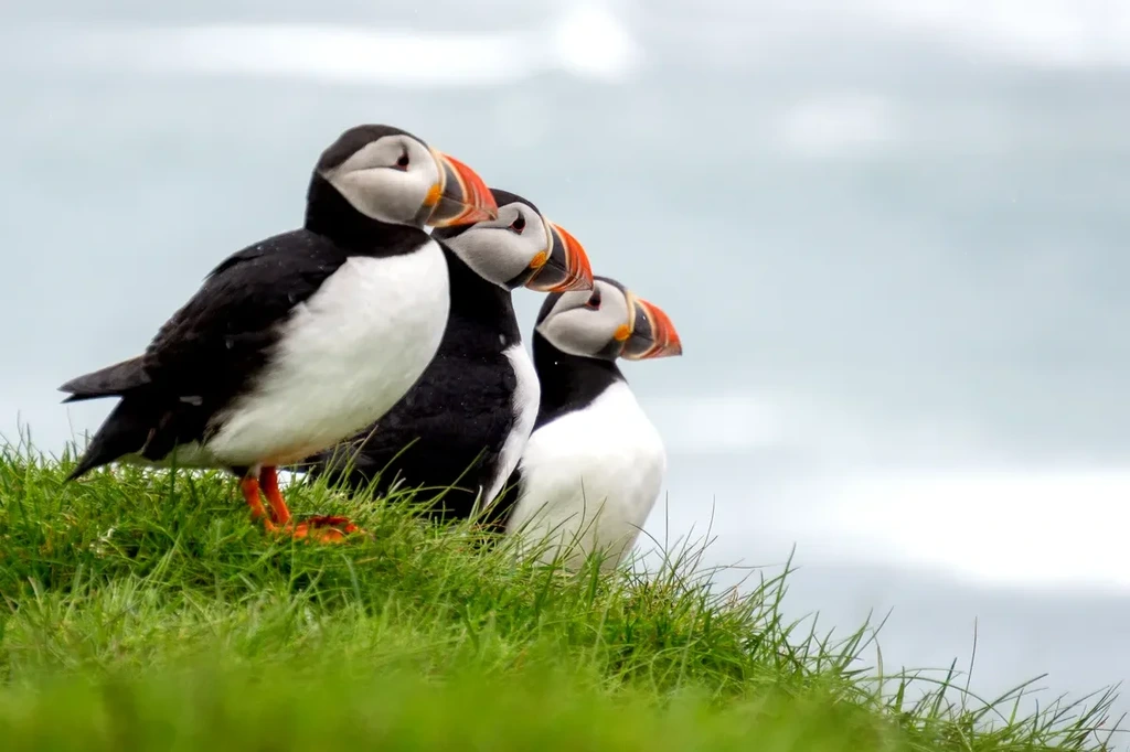Papageitaucher auf einer Klippenkante in Island Drei Papageitaucher stehen auf einer grasbewachsenen Klippe und schauen in dieselbe Richtung, mit ihren farbenfrohen orangefarbenen Schnäbeln und schwarz-weißen Federn im Kontrast zum verschwommenen Ozeanhintergrund.