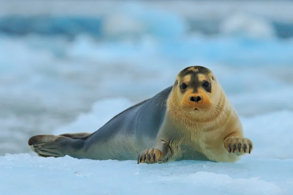 Robbe entspannt auf Eis in Island Eine Robbe ruht auf einer Eisscholle, mit ihrem glatten Körper und dem markanten runden Gesicht, hervorgehoben vor dem eisblauen Hintergrund.