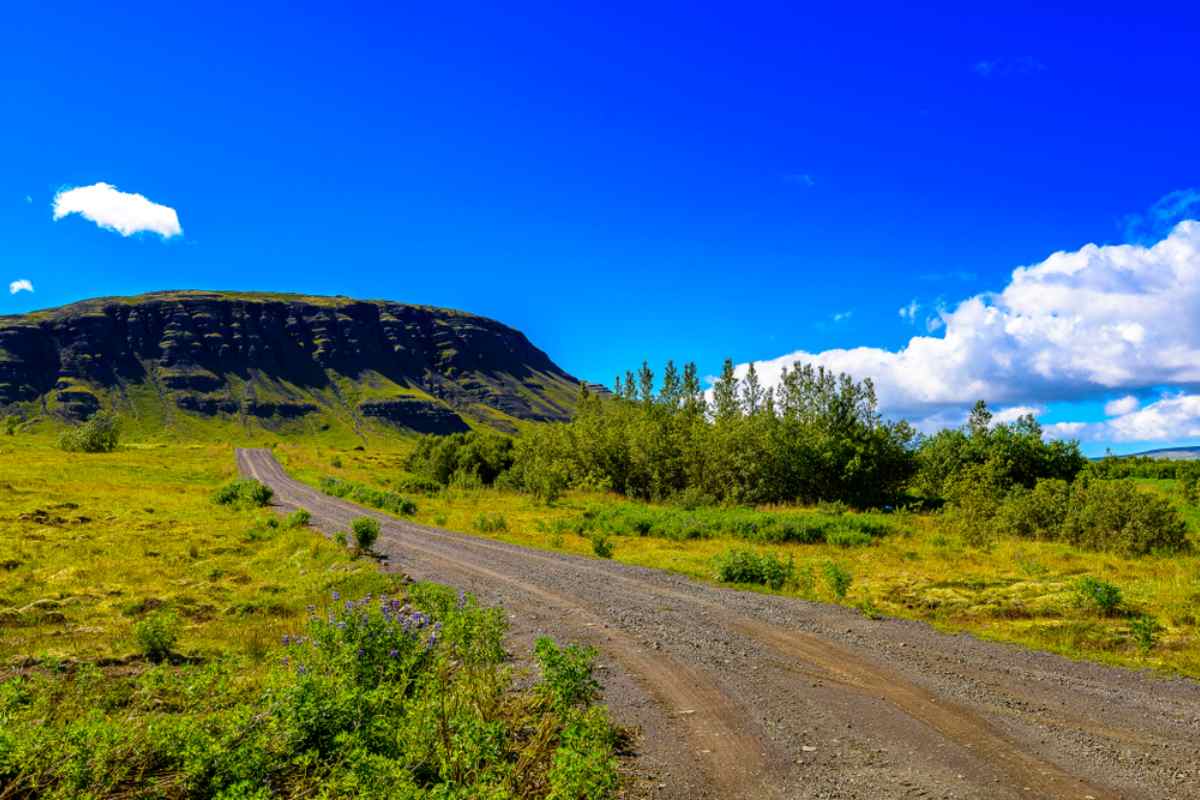 Camino sin asfaltar durante un hermoso día soleado en Islandia, con la vegetación verde en pleno apogeo.