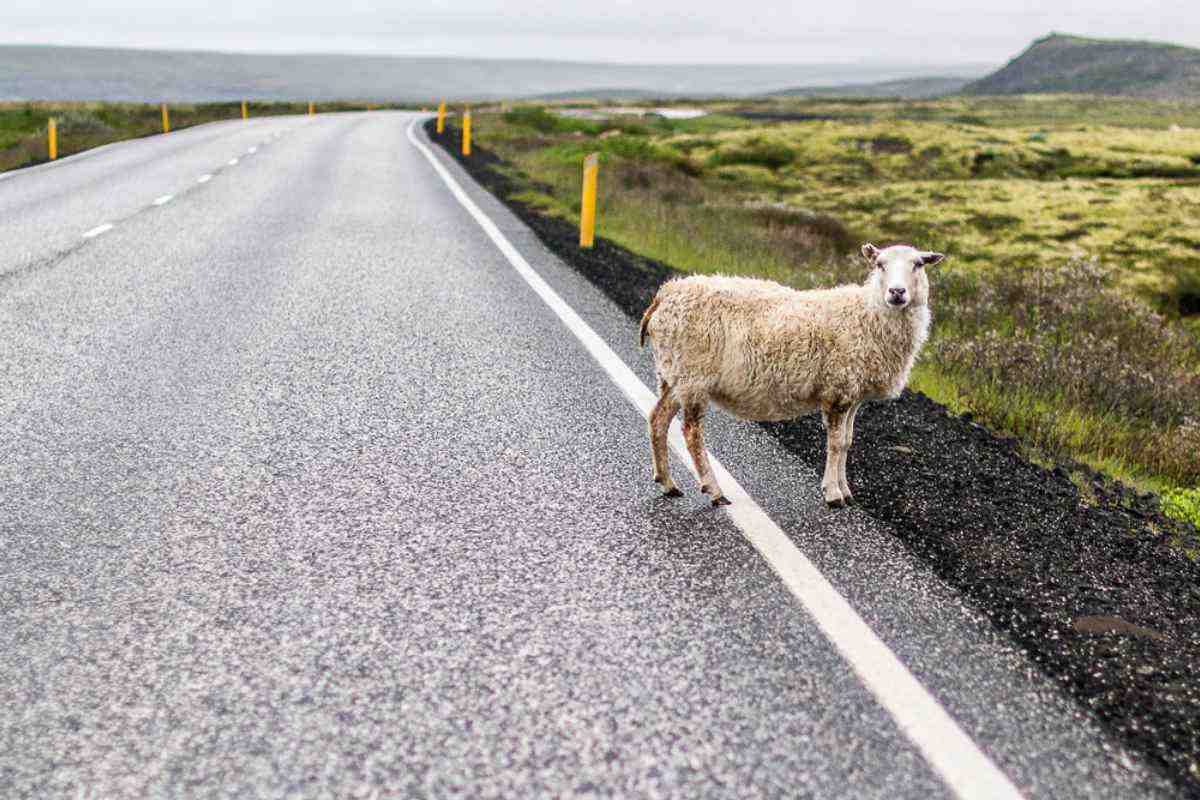 Una oveja mira hacia adelante mientras camina tranquilamente al costado de una carretera asfaltada en Islandia.