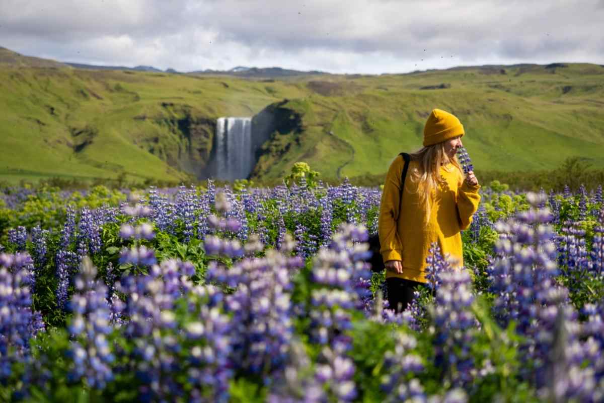 Una mujer con vestido amarillo disfruta de la escena primaveral en Islandia, con flores lilas y un paisaje impresionante de fondo.