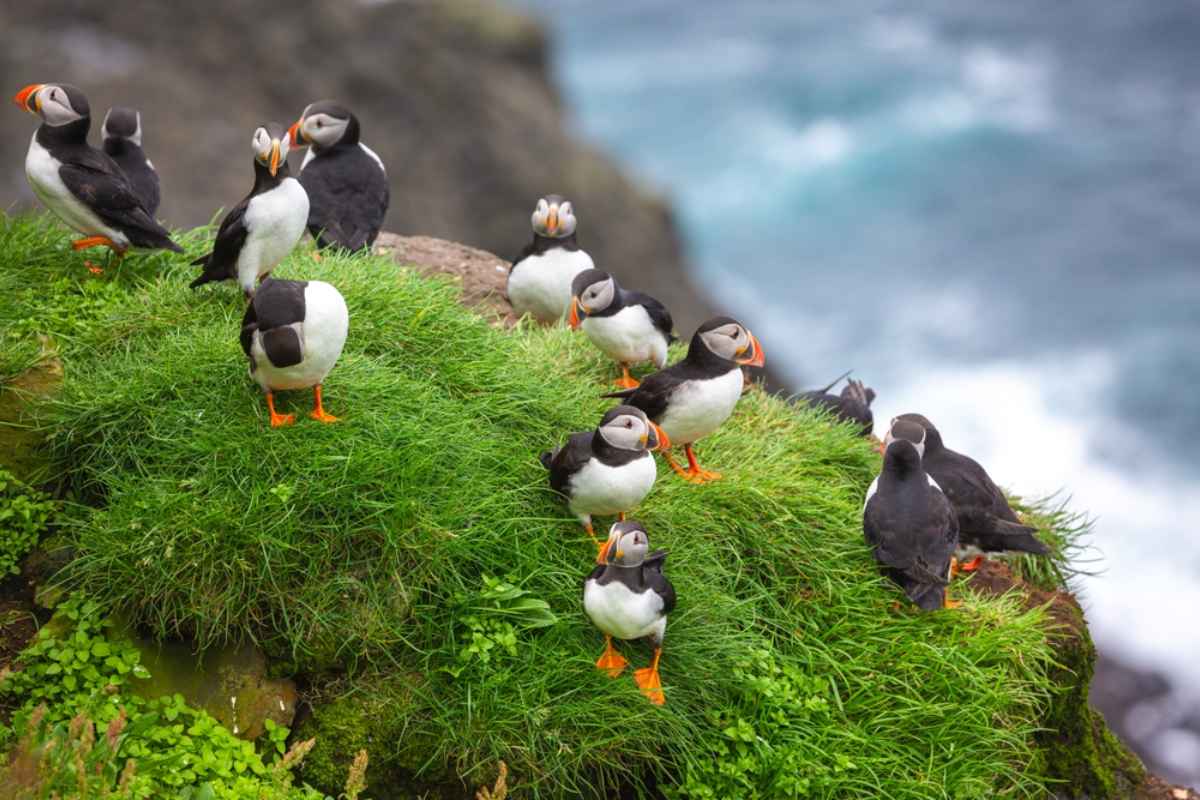 Frailecillos atl&aacute;nticos agrupados sobre un acantilado cubierto de hierba verde brillante frente al oc&eacute;ano en Islandia.