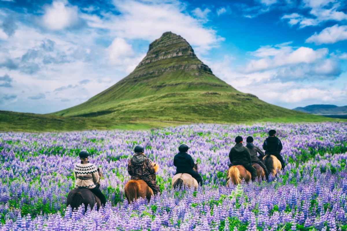 Grupo montando a caballo island&eacute;s por un campo de lupinos morados en direcci&oacute;n a la monta&ntilde;a Kirkjufell.