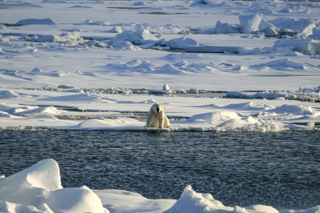 Un oso polar sentado en una plataforma de hielo flotante en un vasto paisaje helado, rodeado de parches de nieve y agua abierta.