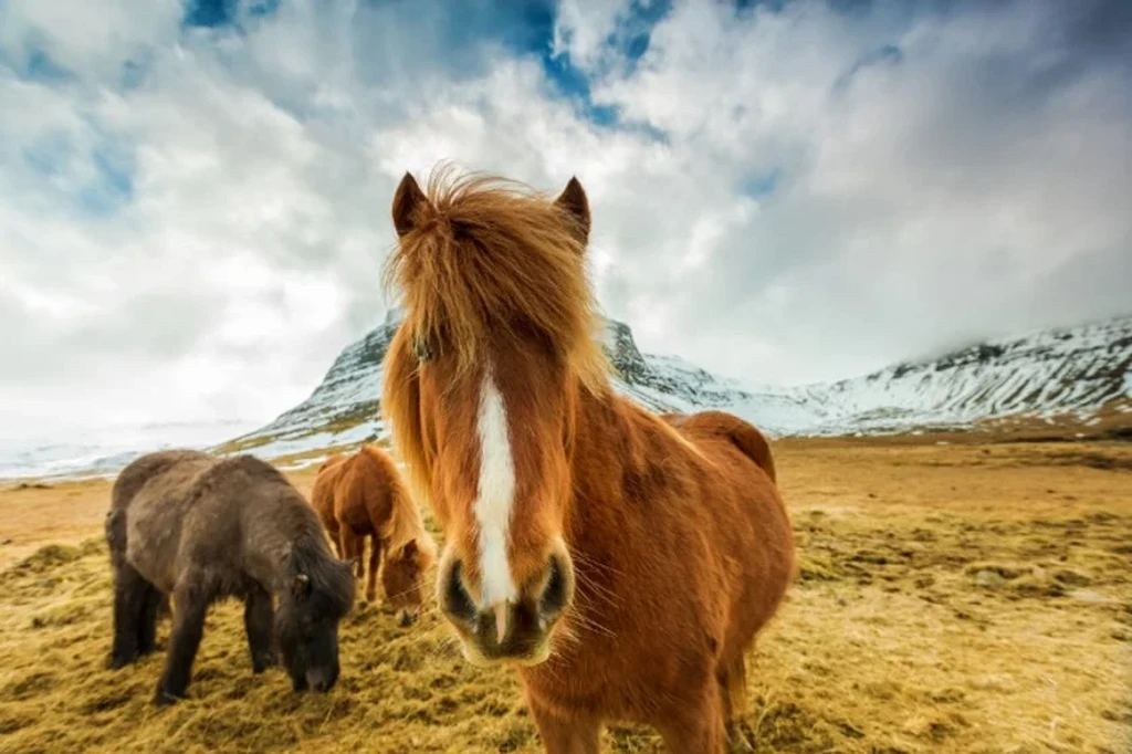 Primer plano de un caballo islandés con una melena distintiva parado en un paisaje nevado, con otros caballos pastando en el fondo.
