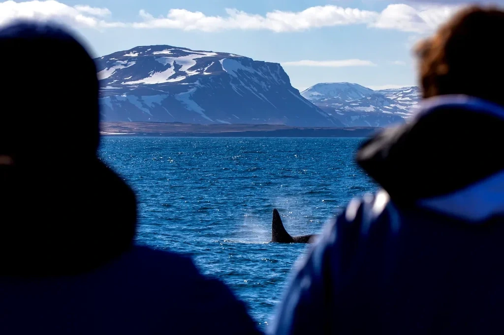 Siluetas de personas observando una orca emergiendo en el océano con un fondo de montañas cubiertas de nieve durante un viaje de avistamiento de ballenas en Islandia.