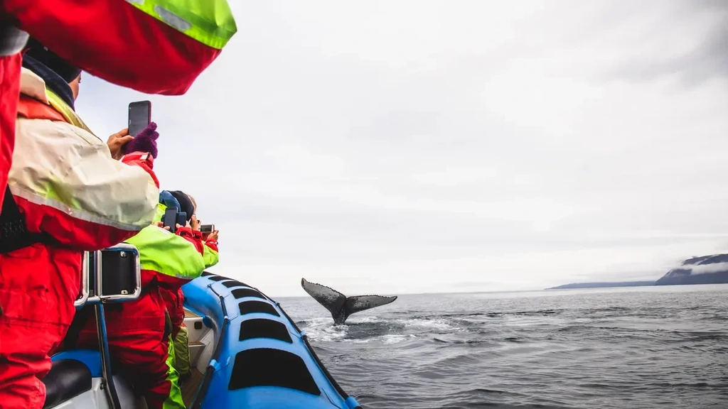 Turistas en un pequeño bote inflable tomando fotos de la cola de una ballena mientras emerge del océano durante un tour de avistamiento de ballenas en Islandia.