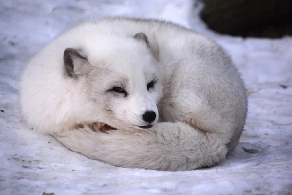 Animales de Islandia