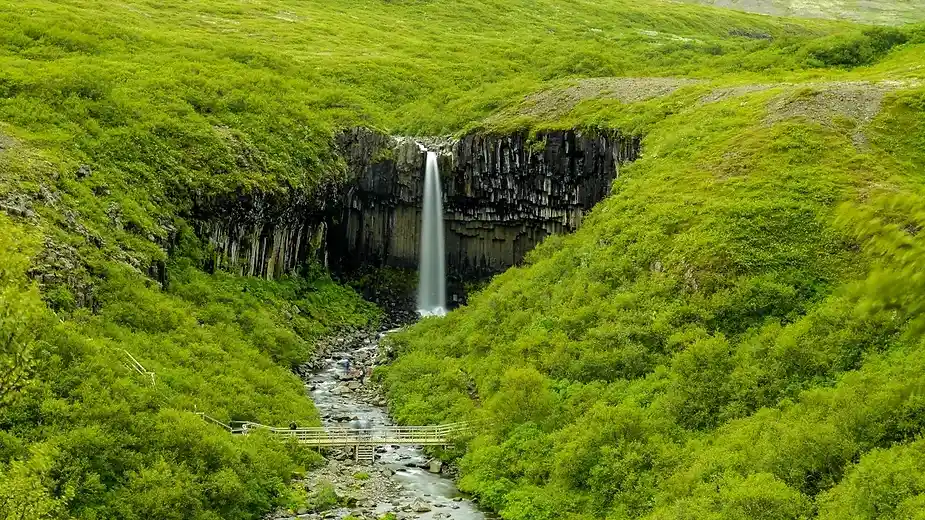 Cascada Svartifoss cayendo sobre oscuras columnas de basalto rodeada de exuberante vegetación verde en Islandia. Un puente de madera cruza el arroyo debajo, añadiendo al escenario pintoresco de esta maravilla natural.