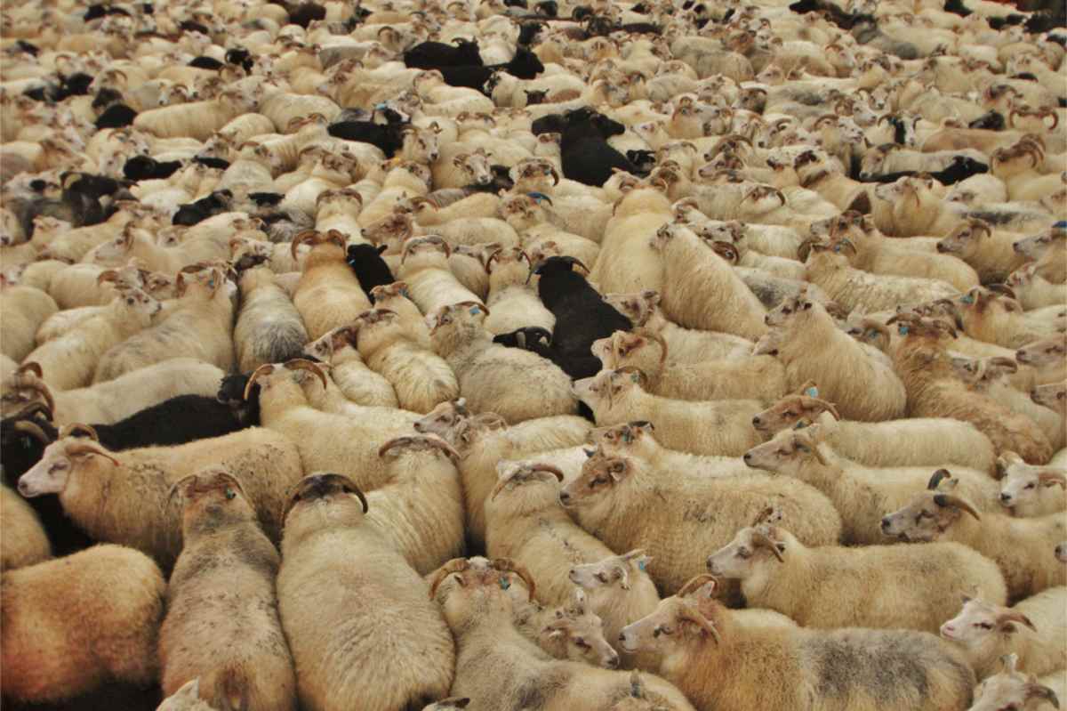 Troupeau de moutons rassembl&eacute; pour la R&eacute;ttir