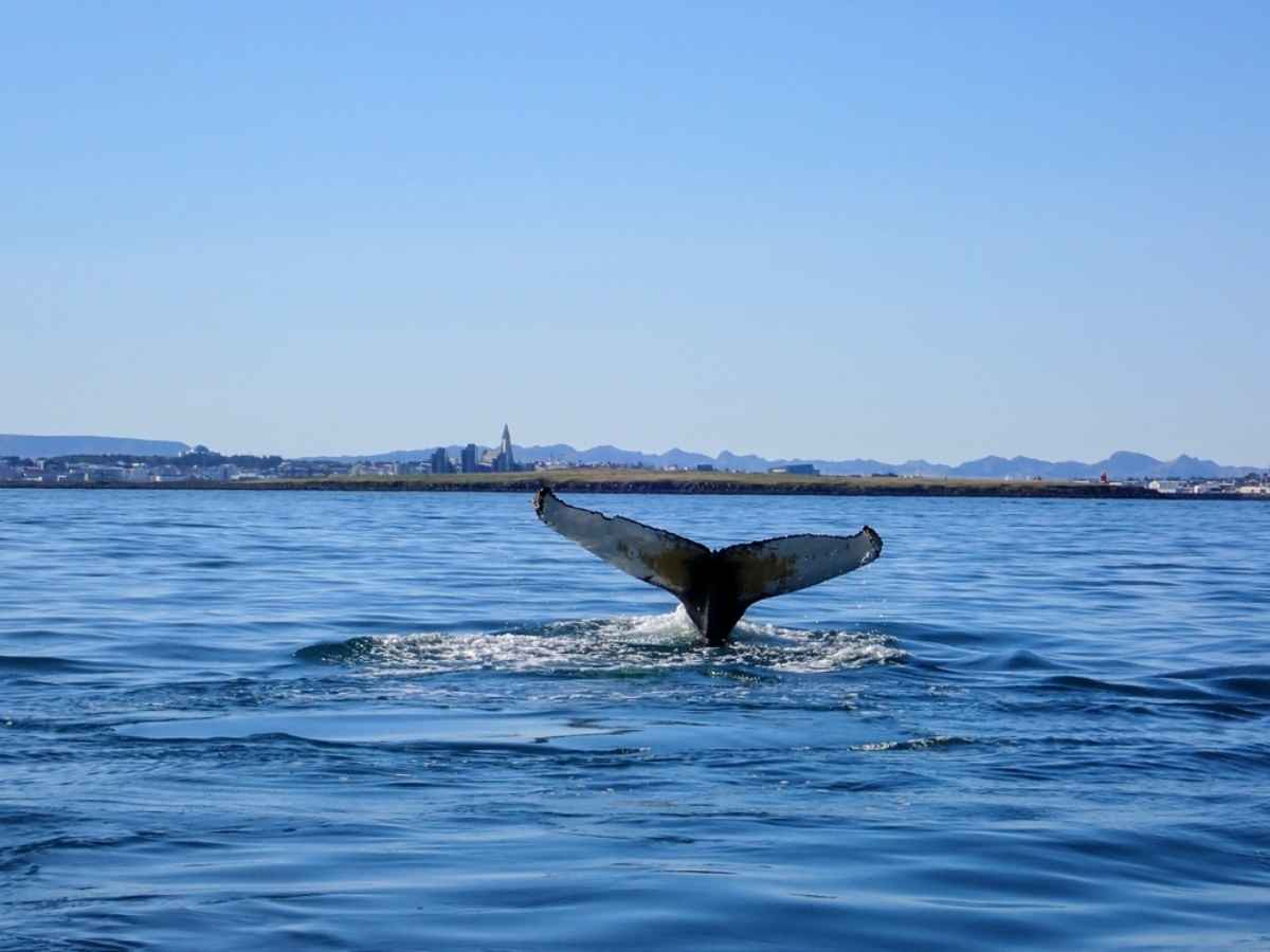 Coda di una balena che emerge con la città di Reykjavik sullo sfondo